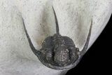 Spiny Cyphaspis & Austerops Trilobite Association #69749-3